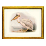 Pelican ART PRINT