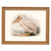 Pelican ART PRINT