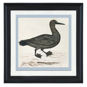 Cape cormorant By Robert Jacob Gordon ART PRINT