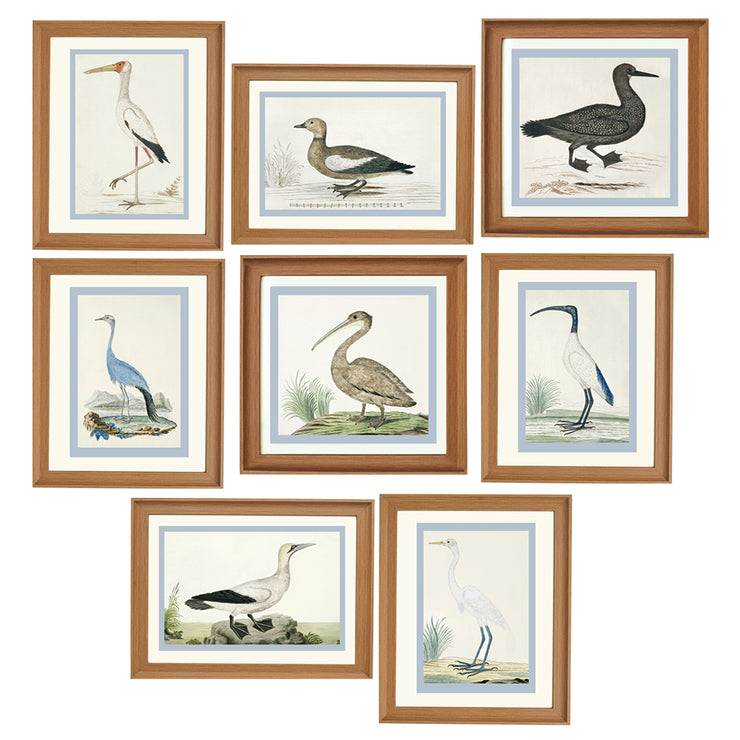 Collection of Birds by Robert Jacob Gordon