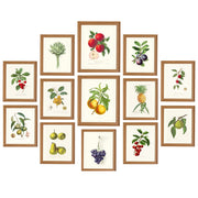 The Fruits Wall Collection