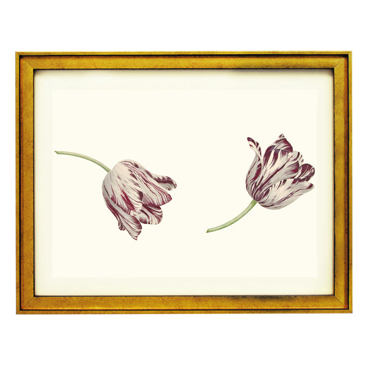 Two Red-and-white Tulips by Cornelis Van Noorde ART PRINT