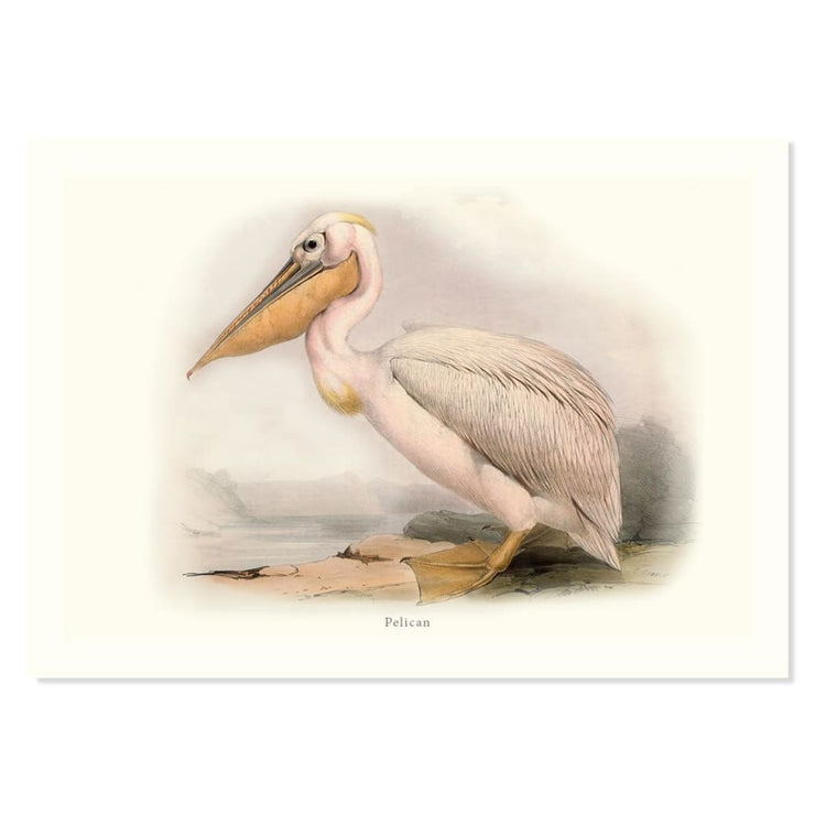 Pelican ART PRINT - Art prints
